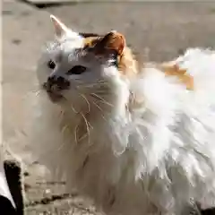 阿邪訶根神社の動物