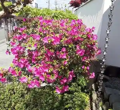 西方山極楽寺の自然