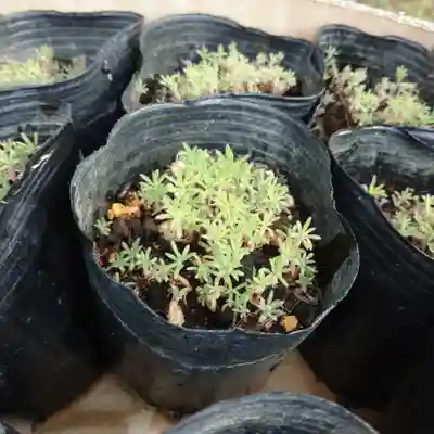 日蓮宗 総本山 塔頭 定林坊(じょうりんぼう)(山梨県)