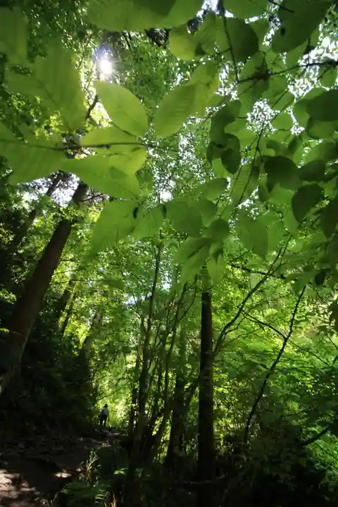 高尾山薬王院の自然