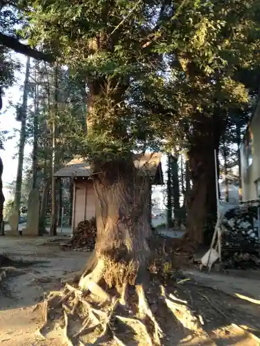 諏訪神社の自然