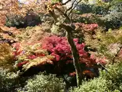 東福禅寺（東福寺）の自然