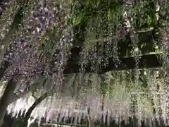 亀戸天神社の庭園