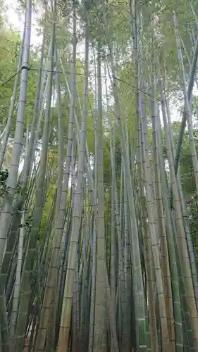 報国寺(神奈川県)
