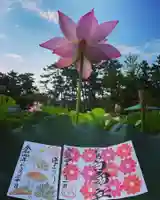 白山神社の御朱印