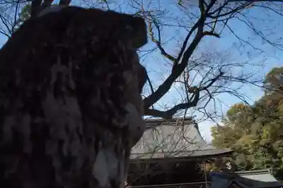 伊奈波神社の狛犬