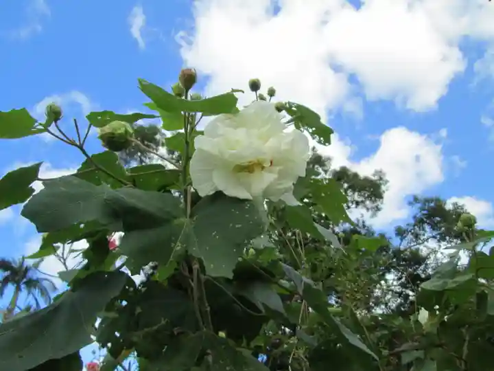屋久島大社の自然