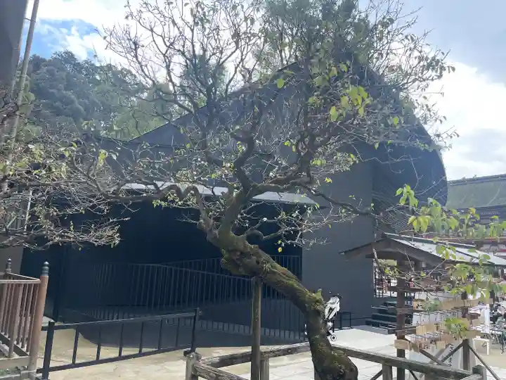 太宰府天満宮の自然