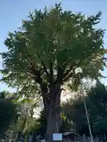 蓮花寺(千葉県)
