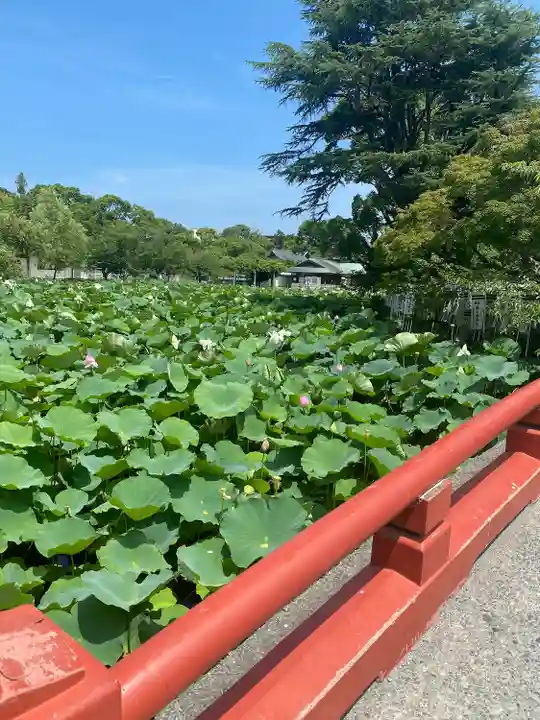 鶴岡八幡宮の自然