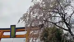 平野神社の自然