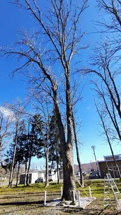 幌加内神社の自然