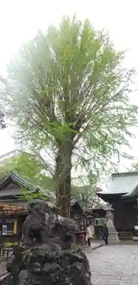 菊田神社の狛犬