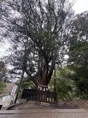 安房神社(千葉県)