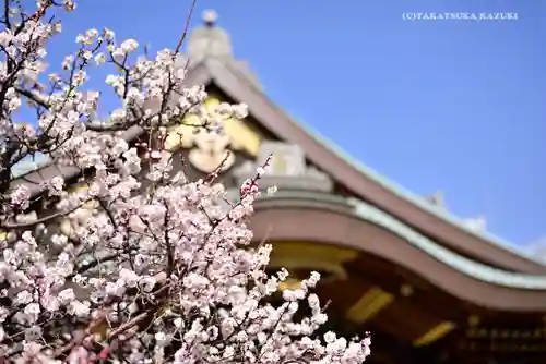 湯島天満宮の自然
