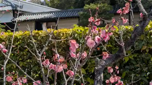 隨心院（随心院）(京都府)