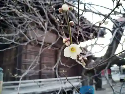 青梅神社の自然