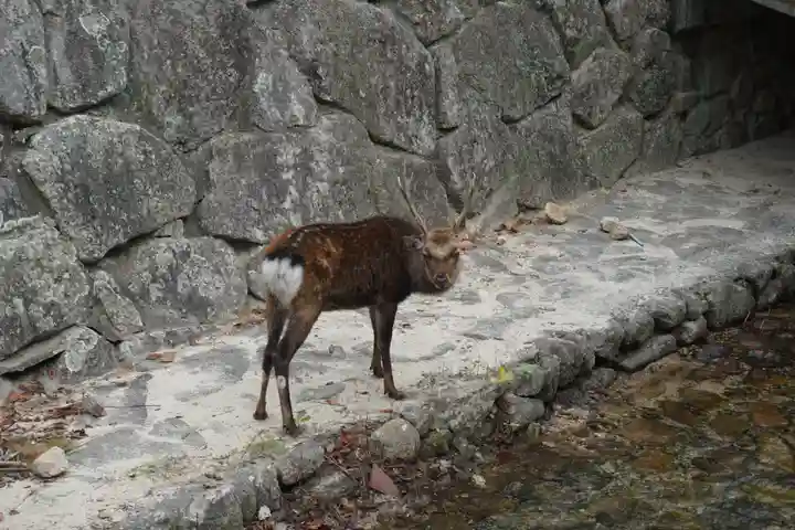 厳島神社の動物
