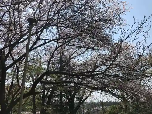 愛宕神社の自然