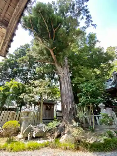舩井神社の自然