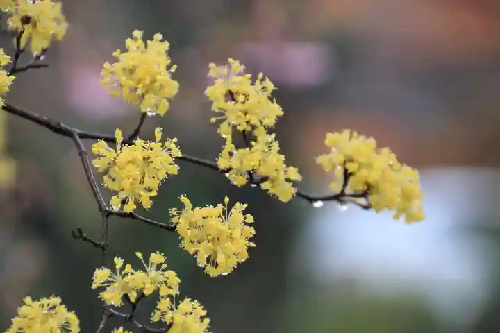 開成山大神宮の自然