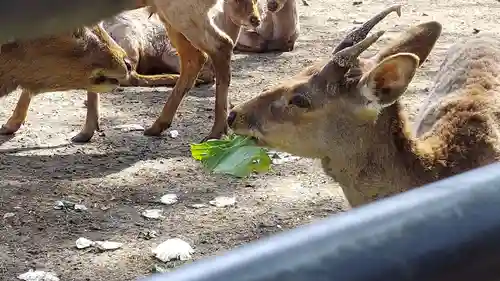 三嶋大社(静岡県)