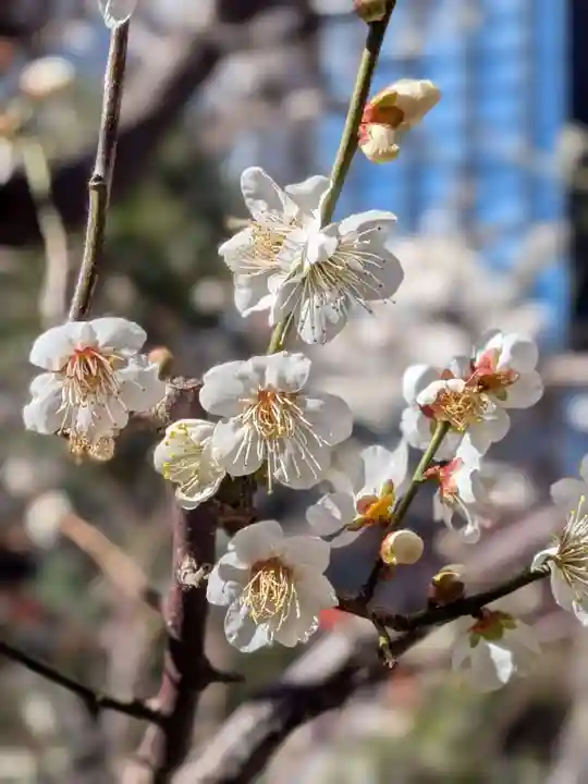 成子天神社(東京都)