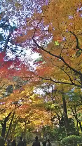 龍安寺の自然