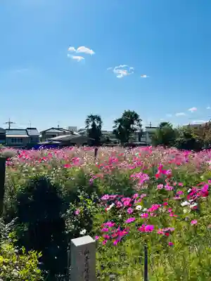 般若寺 ❁﻿コスモス寺❁(奈良県)