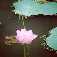 牛嶋天満宮の自然