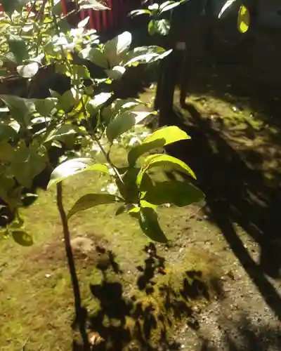 津島神社の自然