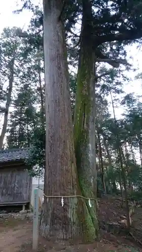 大跡部神社の自然