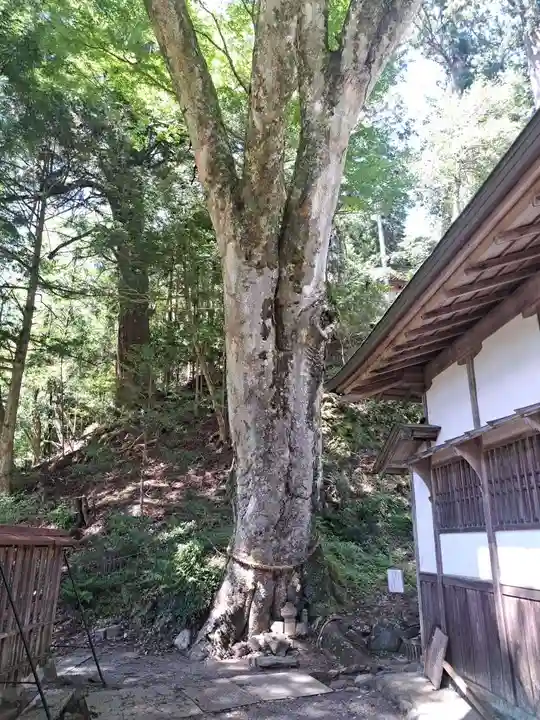 丹生川上神社(下社)(奈良県)