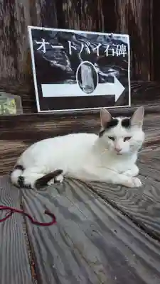 修那羅山安宮神社の動物