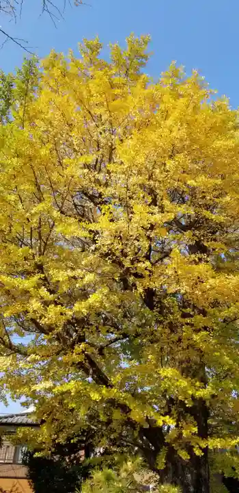 高木神社の自然