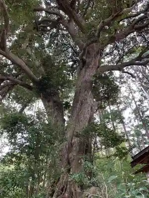 白山神社の自然