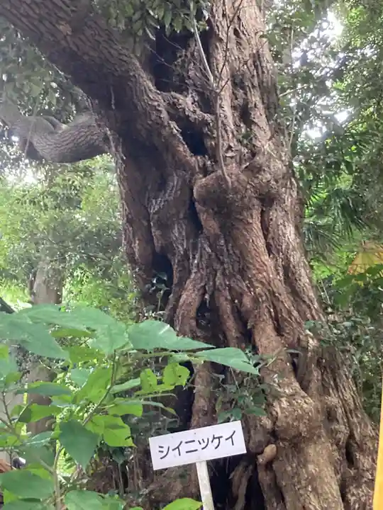 高來神社の自然