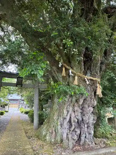 阿志都彌神社・行過天満宮の{uncategorized: "未分類", other: "その他", undefined: "問題あり", building: "その他建物", grave: "お墓", sacred_gate: "鳥居", guardian: "狛犬", statue: "像", buddha: "仏像", history: "歴史", nature: "自然", garden: "庭園", animal: "動物", pagoda: "塔", temizu: "手水舎", mountain_gate: "山門・神門", sanctuary: "本殿・本堂", subordinate: "末社・摂社", art: "芸術", scenery: "景色", jizo: "地蔵", ema: "絵馬", goshuin: "御朱印", omikuji: "おみくじ", items: "授与品その他", amulet: "お守り", goshuincho: "御朱印帳", eats: "食事", festival: "お祭り", votive_dance: "神楽", shichigosan: "七五三参", wedding: "結婚式", experience: "体験その他", initially: "初詣", around: "周辺", anti_infection: "感染症対策"}