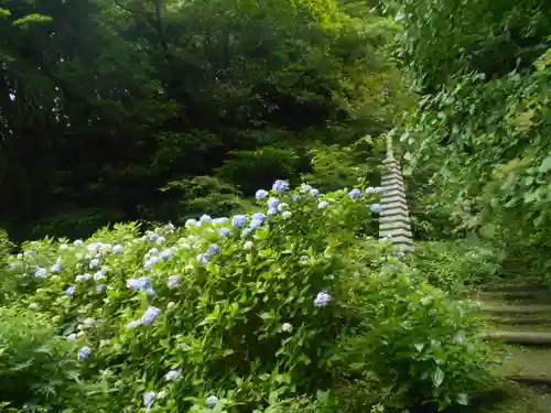 安國論寺（安国論寺）の自然