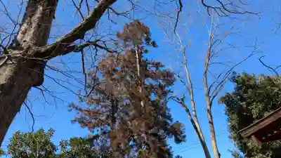 柞祖霊社の自然