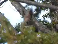 留辺蘂神社の動物