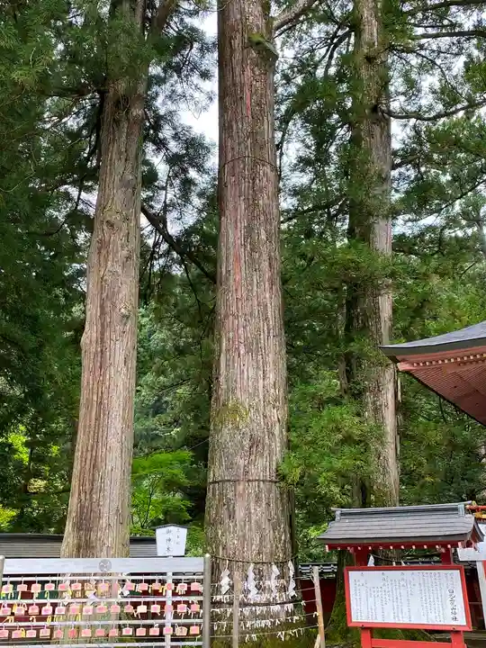 日光二荒山神社の自然