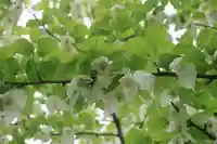 古峯神社の庭園