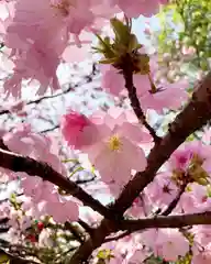 滑川神社 - 仕事と子どもの守り神の自然