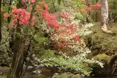 深山巴の宿の自然