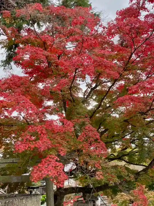 くろ谷 金戒光明寺(京都府)
