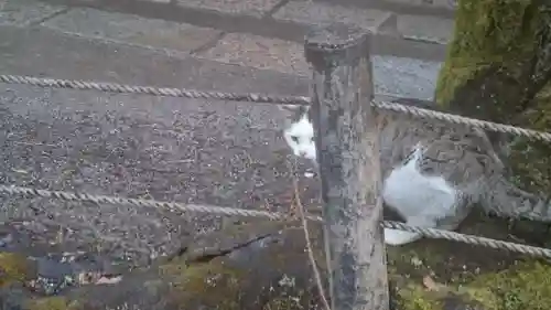 熊野若王子神社の動物