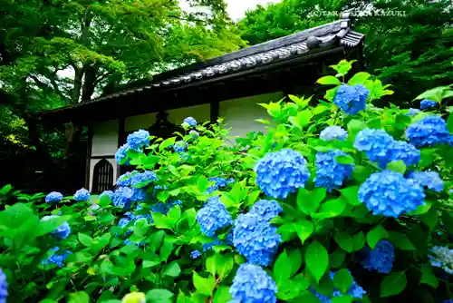 明月院(神奈川県)