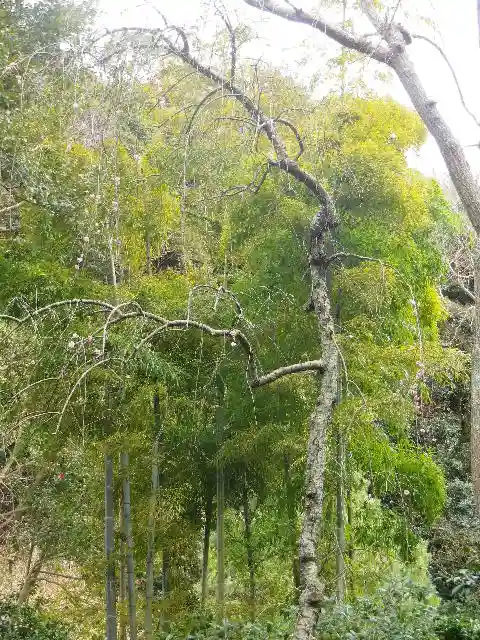 安國論寺(安国論寺)の自然