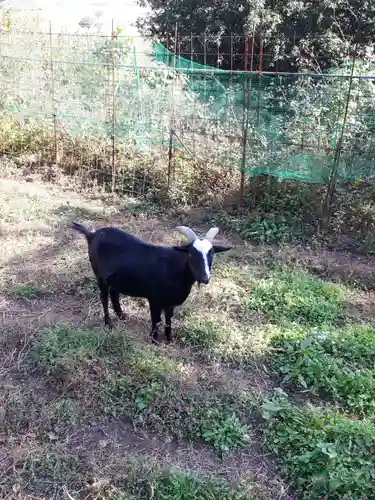 賀茂別雷神社の動物